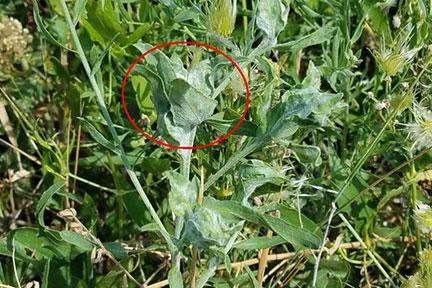 knapweed galls